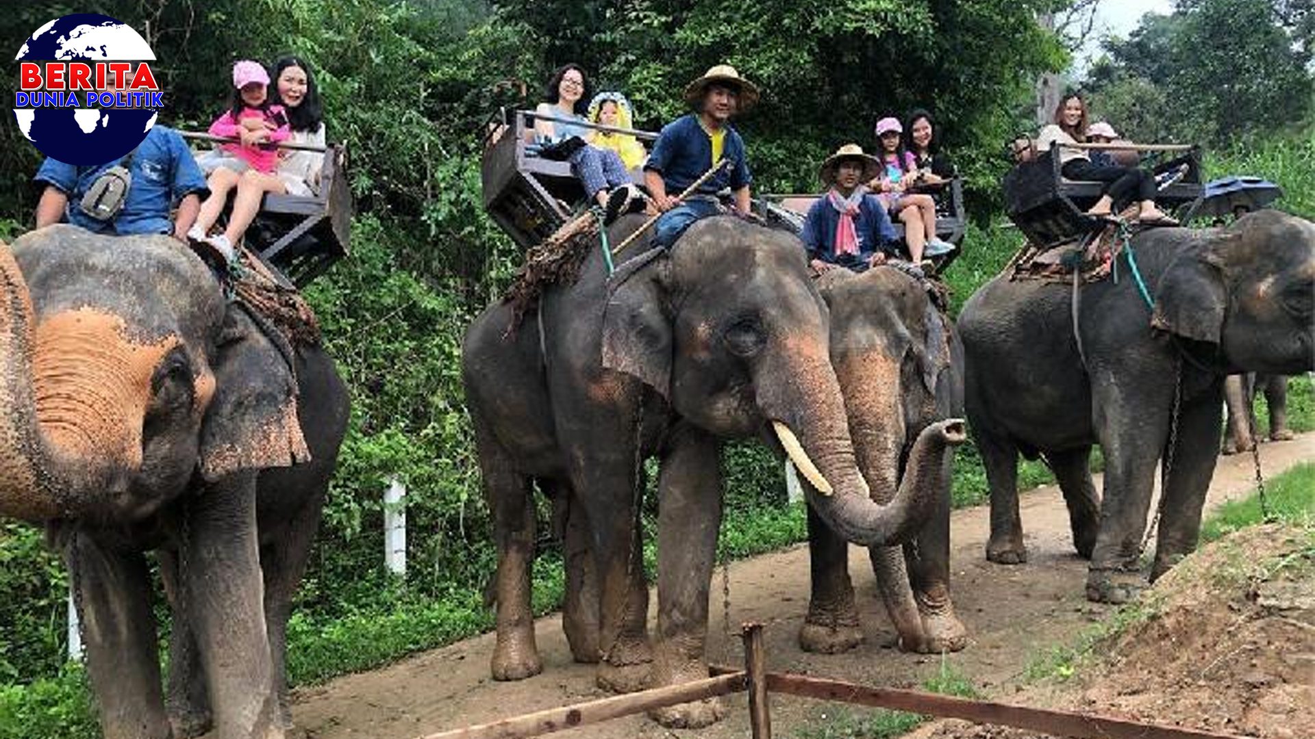 Menguak Misteri di Balik Serangan Gajah Mematikan!